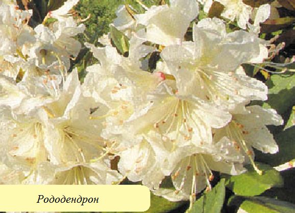 Рододендрон