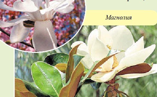 Магнолия