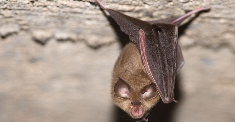 Малой подковонос (Rhinolophus hipposideros) Малой подковонос (Rhinolophus hipposideros)