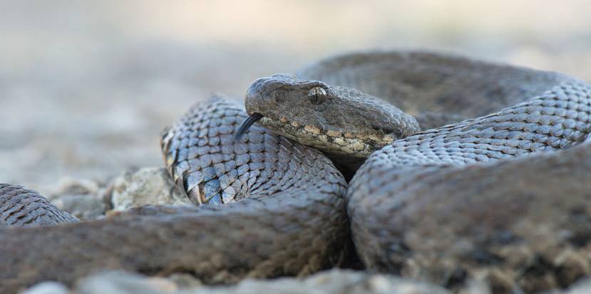 Гюрза, или левантская гадюка (Macrovipera lebetina) Гюрза, или левантская гадюка (Macrovipera lebetina)