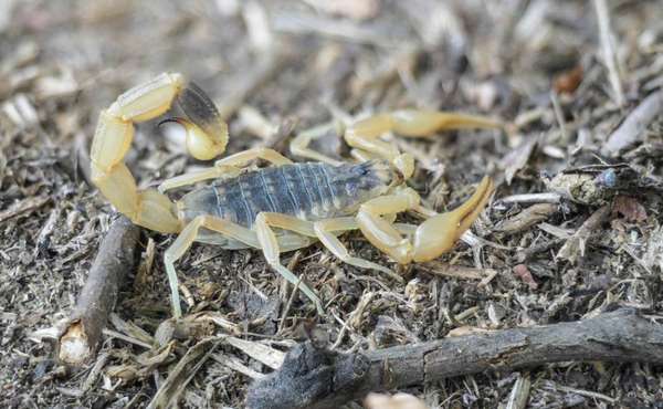 Пестрый скорпион